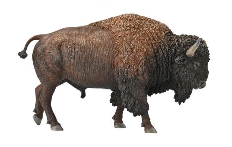 Bisonte americano - Imagen 1