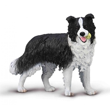 Border Collie - Imagen 1