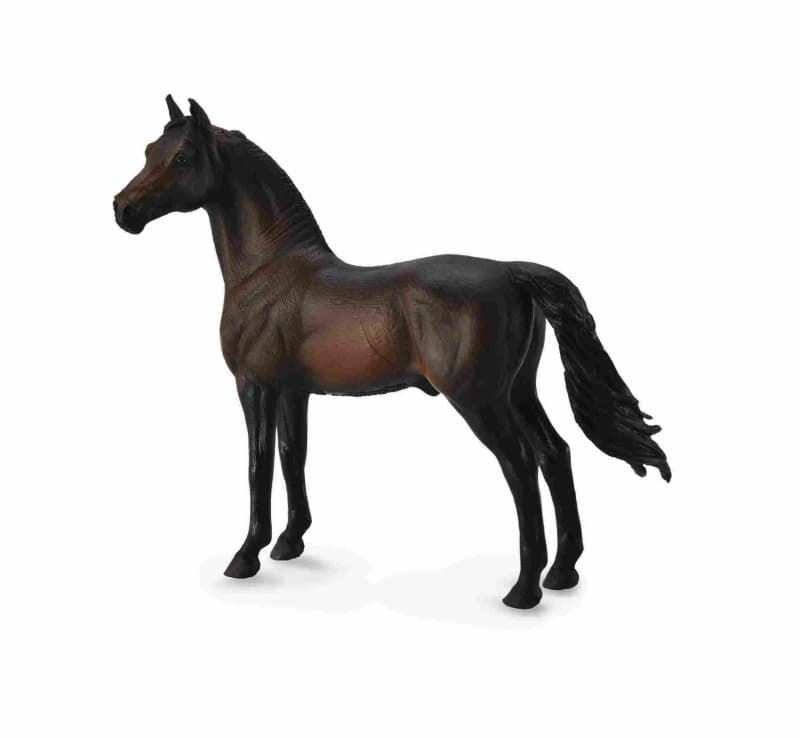 Caballo Semental Morgan-Castaño oscuro - Imagen 1