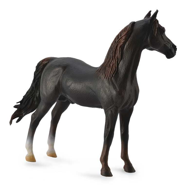 Caballo Semental Morgan Castaño - Imagen 1
