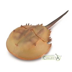 Cangrejo herradura - Imagen 1