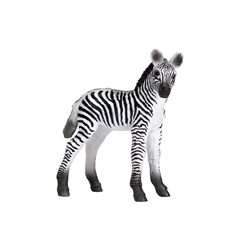 Cebra bebé - Imagen 1