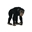 Chimpancé hembra - Imagen 1