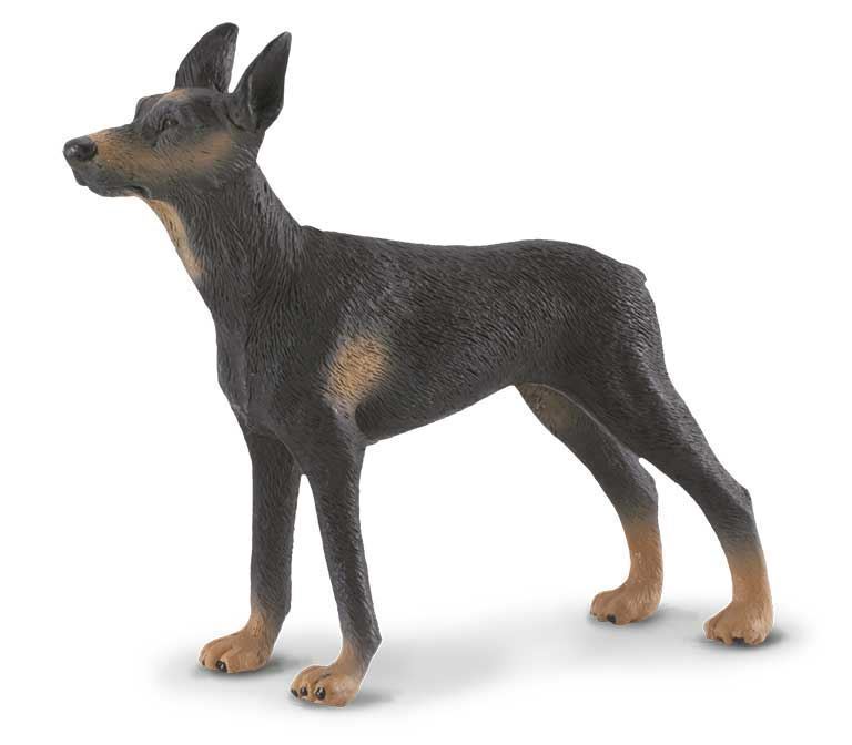 Dobermann - Imagen 1