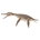 Dolichorhynchops - Imagen 1