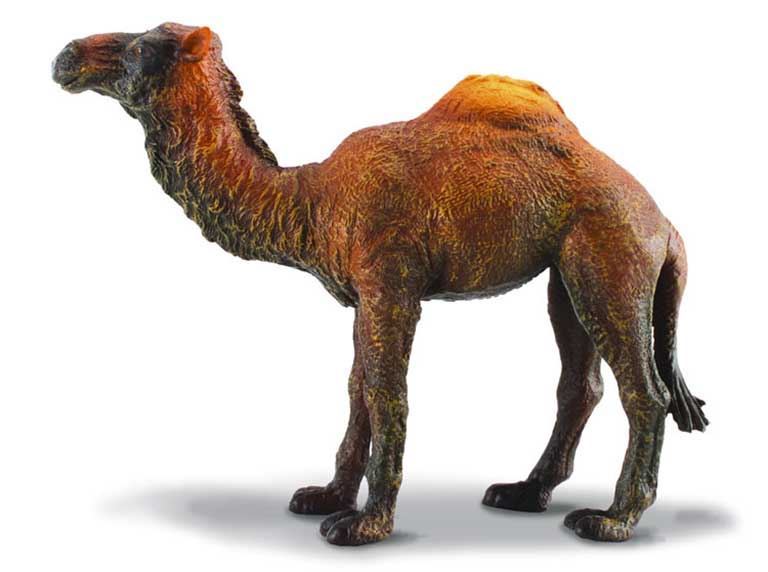 Dromedario - Imagen 1