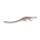 Elasmosaurus - Imagen 1