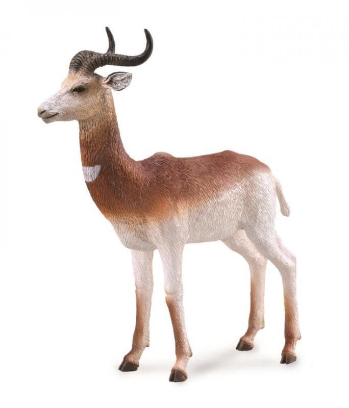Gacela dama - Imagen 1