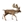 Gamo europeo macho - Imagen 1