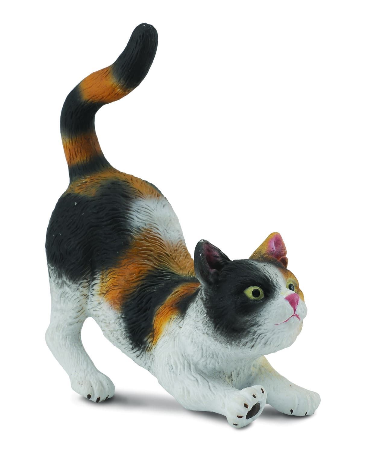 Gato doméstico de tres colores - Imagen 1