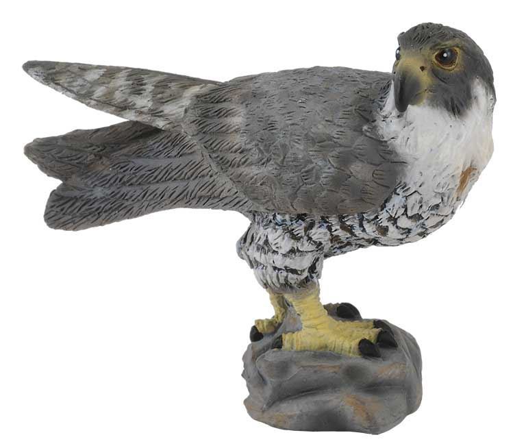 Halcon peregrino - Imagen 1