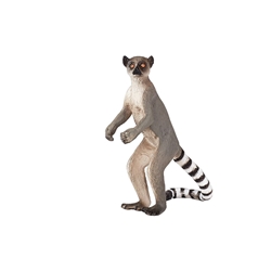 Lemur cola anillada - Imagen 1