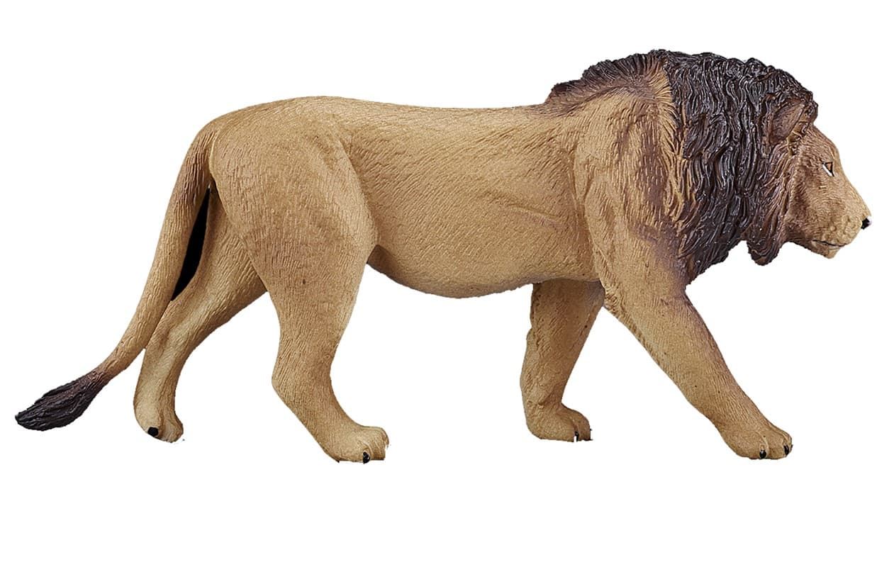 León macho - Imagen 1