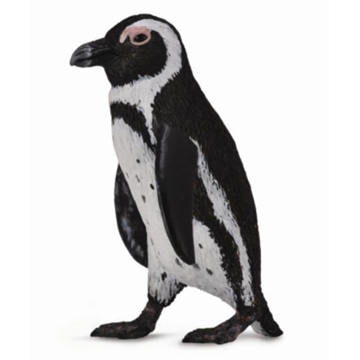 Pingüino del cabo - Imagen 1