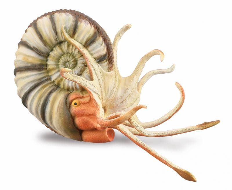 Pleuroceras - Imagen 1