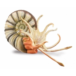 Pleuroceras - Imagen 1