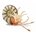 Pleuroceras - Imagen 1