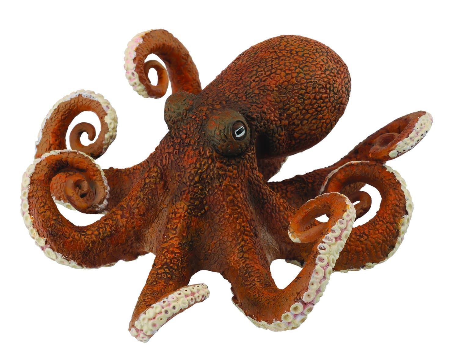 Pulpo - Imagen 1