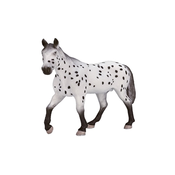 Semental Appaloosa - Imagen 1