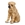 Shar Pei - Imagen 1