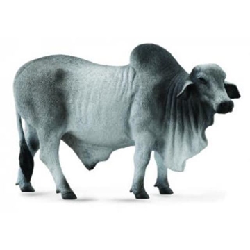 Toro Brahman - Imagen 1