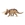 Triceratops horridus enfrentado - Imagen 1